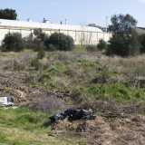 Alla fine della stradina ci ritroviamo nel pieno di una lama: si tratta di lama Valenzano, il letto di un antico torrente che partendo da Valenzano percorre questa zona e �sfocia� sul lungomare a sud di Bari. La lama � praticamente una discarica a cielo aperto:  sacchi della spazzatura, resti di mobili e rifiuti di altro genere rovinano la vegetazione e nascondono le viole che iniziano a fiorire qua e l�